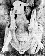 
When a team of two people castrate ram lambs, one person holds the animal in this position while the other one wields the knife. (A shepherd working alone can tie one end of a rope just above the rear hoof, then pass it around the back and over to the other hoof.)

